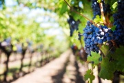 “Dólar Malbec”, el guiño de Massa a la industria del vino